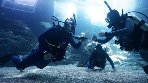 Singapore Oceanarium 3-Day PADI Open Water Diver Course