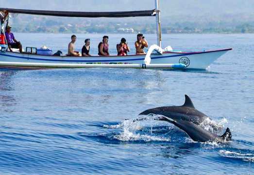 Bali Private Sunrise Dolphin Tour Adventure