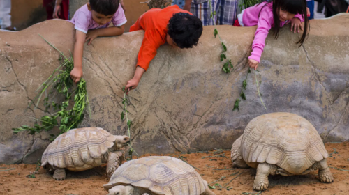 Emirates Park Zoo - Entry Tickets Day Tours 1