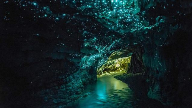 Croisière dans les grottes aux vers luisants de Waitomo en Nouvelle-Zélande | Transfert aller-retour depuis Auckland