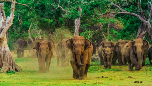 Esperienza di safari nel parco nazionale di Uda Walawe con tour giornaliero da Mirissa, Sri Lanka