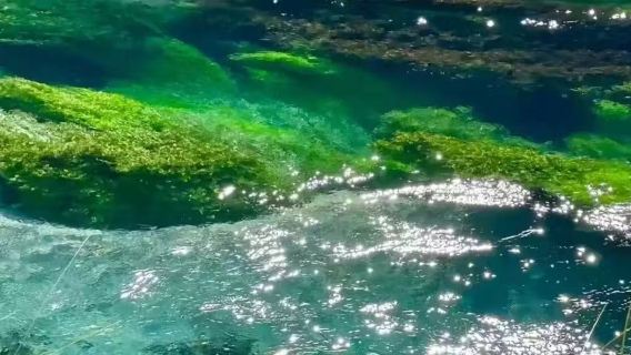 Bermula dari Auckland, Lawatan ke Blue Spring ~ Taman Geoterma ~ Huka ~ Taupo [Kongsi Kenderaan Berbahasa Cina / Pengangkutan Hotel]