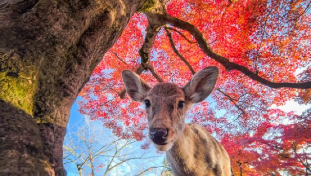 Bertemu Rusa Comel, Menjelajah Bandar Purba: Lawatan Sehari Panorama Kansai Kyoto, Nara & Osaka