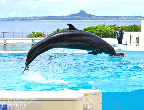 【贈門票】沖繩北部一日遊水族館古宇利島萬座毛