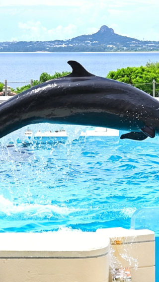 1-day tour to Okinawa north with complimentary admission tickets to Churaumi Aquarium, Kouri Island and Cape Manzamo