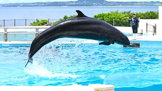 [Gratis toegangsticket] Eendaagse tour Okinawa noord: Aquarium, Kouri Island en Manzamo