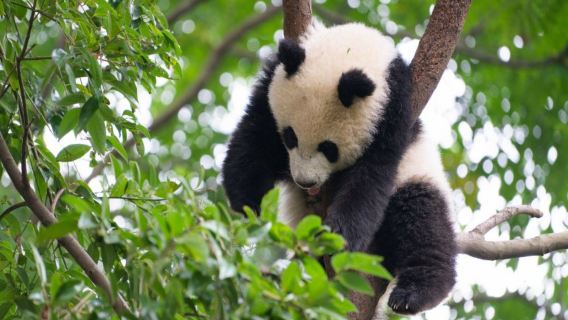 Chengdu Panda-Basis|Panda-Schutztruppen-Abenteuer für Familien + DIY-Panda-Stofftasche