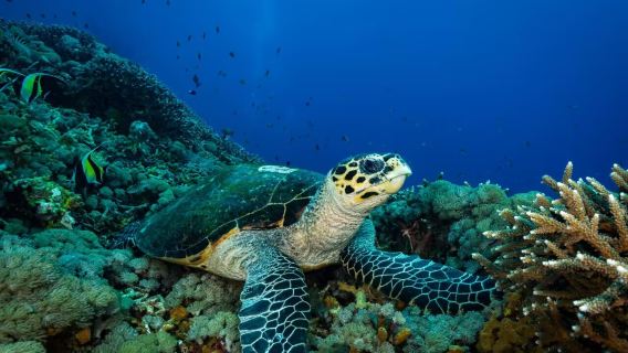 Mergulho com cilindro certificado de 5 horas com Jukung Dive em Bali, Indonésia [2 mergulhos de costa em Amed/Tulamben + equipamento + guia de mergulho + almoço]
