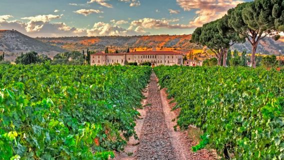 Ribera del Duero Premium Winery Visit - Private Small Group Tour