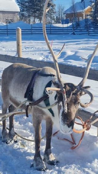 Levi: Lappish Reindeer Sled Ride 3 km