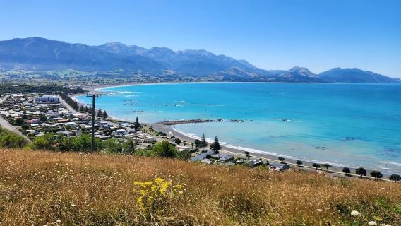 From Christchurch: Kaikōura Day Tour With Dolphin Encounter