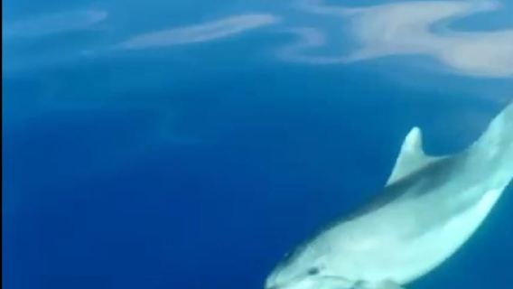 Dolphin tour 2h
