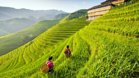 【獨立包團·包車走高速】桂林龍脊梯田-平安梯田+黃洛瑤寨一日遊