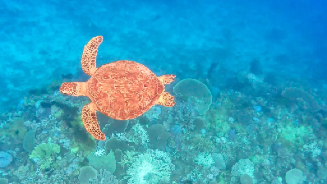 沖縄・渡嘉敷島【専用船でウミガメと泳ごう!(乗船券・昼食付き)】