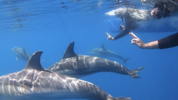 Dolphin Cruise/ Swim With Dolphins on Temptation Sailing in Adelaide