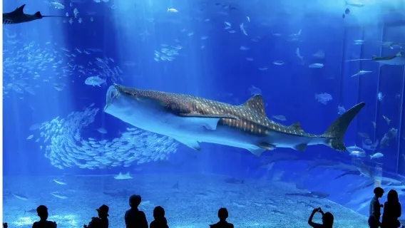 沖繩美麗海水族館北部一日遊巴士/中文導遊 / 贈送門票