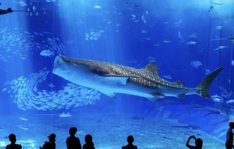 沖繩美麗海水族館北部一日遊巴士/普通話導遊/入場門票
