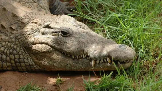 จากเดอร์บัน: ทัวร์ซาฟารีและหมู่บ้าน PheZulu แบบหนึ่งวัน