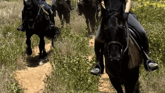 Finca vinícola Vrede en Lust: Paseo a caballo de 1 h 30 min