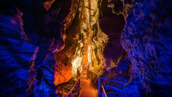 From Auckland: Waitomo Glowworm and Ruakuri Caves Day Tour