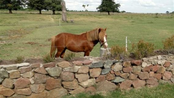 From Colonia: Group tour of Carmelo wineries