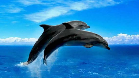 濟州島一日遊【西南線】免費追海豚|小羊肖恩牧場【15人團】