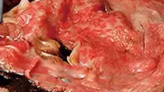 32 cibi giapponesi virali su internet Ristorante Michelin di sukiyaki popolare a Tokyo, Hiyama