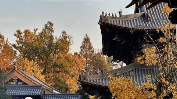 Jingshan Temple admission ticket+ Jingshan Temple attraction Shuttle (Tongqiao-Jingshan) + guide Service