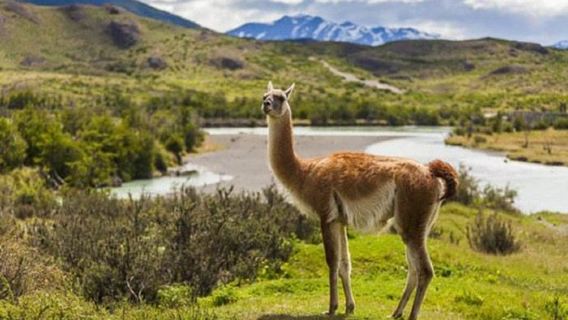 Torres del Paine National Park Day Tour from Puerto Natales, Chile (Small Group of 15)