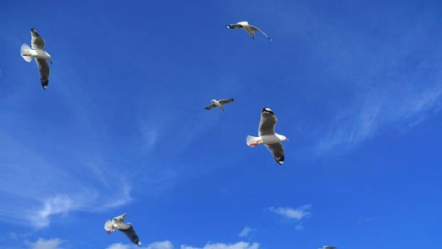 鳥島觀海+中央公園+伊甸山徒步+天空塔賞景~奧克蘭包車一日遊