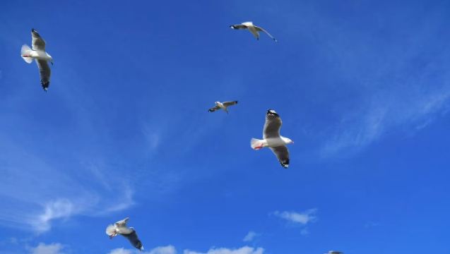 Muriwai Gannet Colony + Central Park + Mount Eden Hiking + Sky Tower Viewing ~ Auckland Private Charter Day Tour