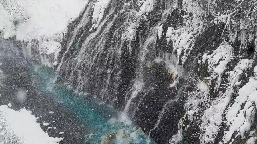 北海道人氣景點一日遊｜旭川動物園&網紅樹&白鬚瀑布&美瑛青池