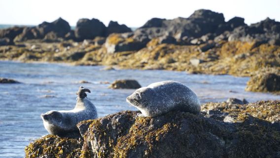 雷克雅未克--海豹沙灘--黑教堂