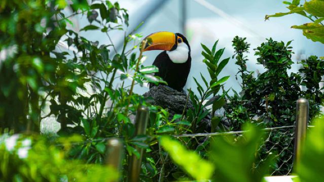 【ドバイ ザ グリーン プラネット】アラブ首長国連邦ドバイ ザ グリーン プラネット-一般入場チケット/片道送迎オプション