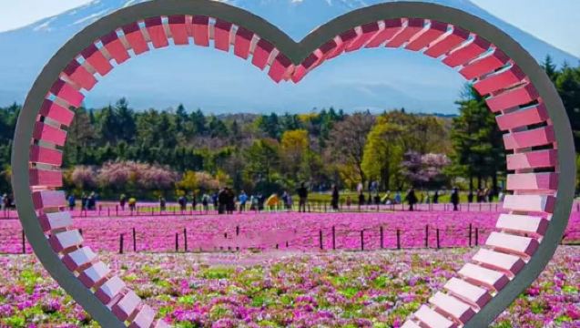 [9-Person Small Group·Shibazakura Festival] 1-day tour from Tokyo to Mount Fuji and Three Lakes: Lake Yamanaka + Lake Kawaguchi