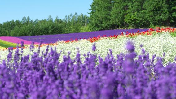 北海道観光バス｜美瑛・富良野号：ファーム富田＋四季彩の丘＋白金青い池＋ニングルテラス＋白ひげの滝＋ジャム園｜星野出発