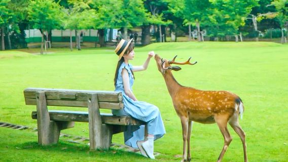 Passeio de um dia em Quioto: Arashiyama + Alimentar os cervos no Parque de Nara + Santuário Fushimi Inari