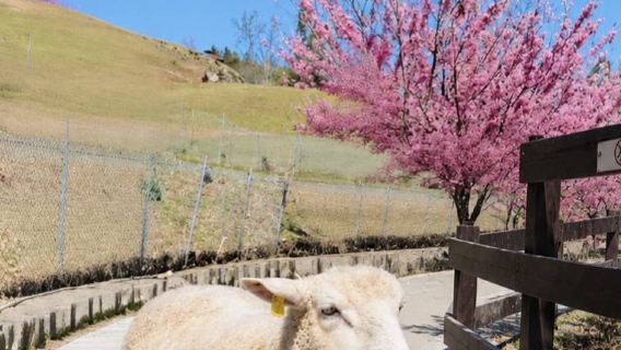 Однодневный тур "Солнце и Луна" + "Cingjing Veterans Farm" | Отправление для одного человека [в подарок билеты на лодку + чай + чайные яйца]