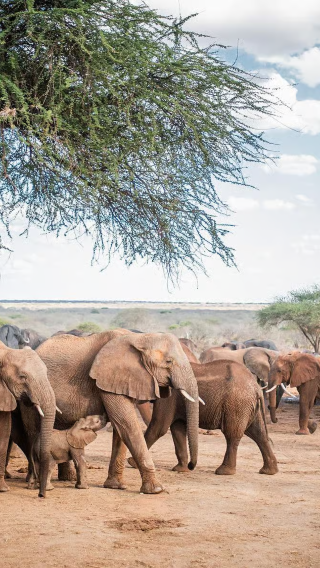 Half-day tour to Giraffe Centre and Sheldrick Wildlife Trust Nursery in Nairobi, Kenya for 2 people from