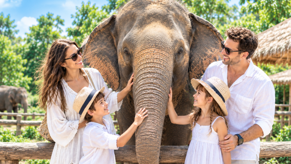 Half-day tour of Patong Elephant Sanctuary in Phuket: [Family interaction | Feeding | Water play]