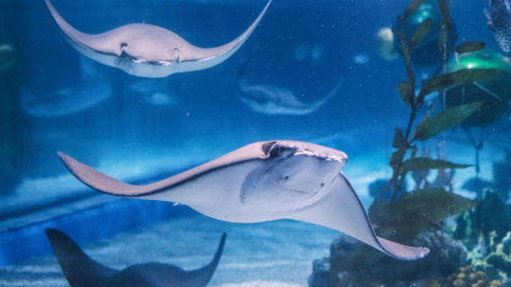 Sea Life Bangkok Ocean World et l'expérience Madame Tussauds