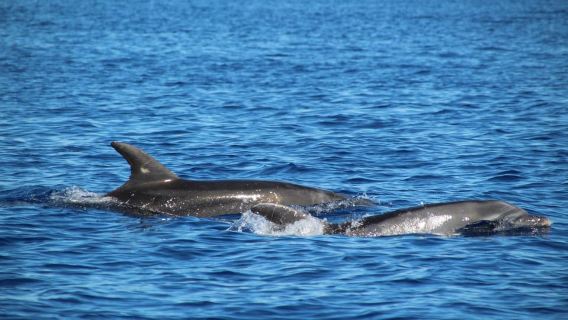 Cala d'Or: Dolphin Sightseeing Tour