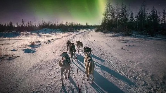 Nordlichtjagd mit Husky-Schlitten in Rovaniemi, Finnland | Inkl. mehrsprachigem Reiseleiter und Heißgetränk