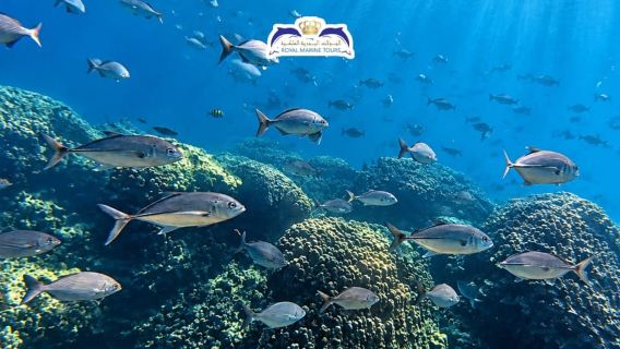 Muscat Oman: Snorkeling adventure to Daymaniyat Island