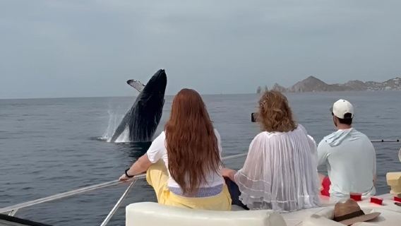 Cabo Private Walbeobachtungstour mit Essen, Getränken & Schnorcheln