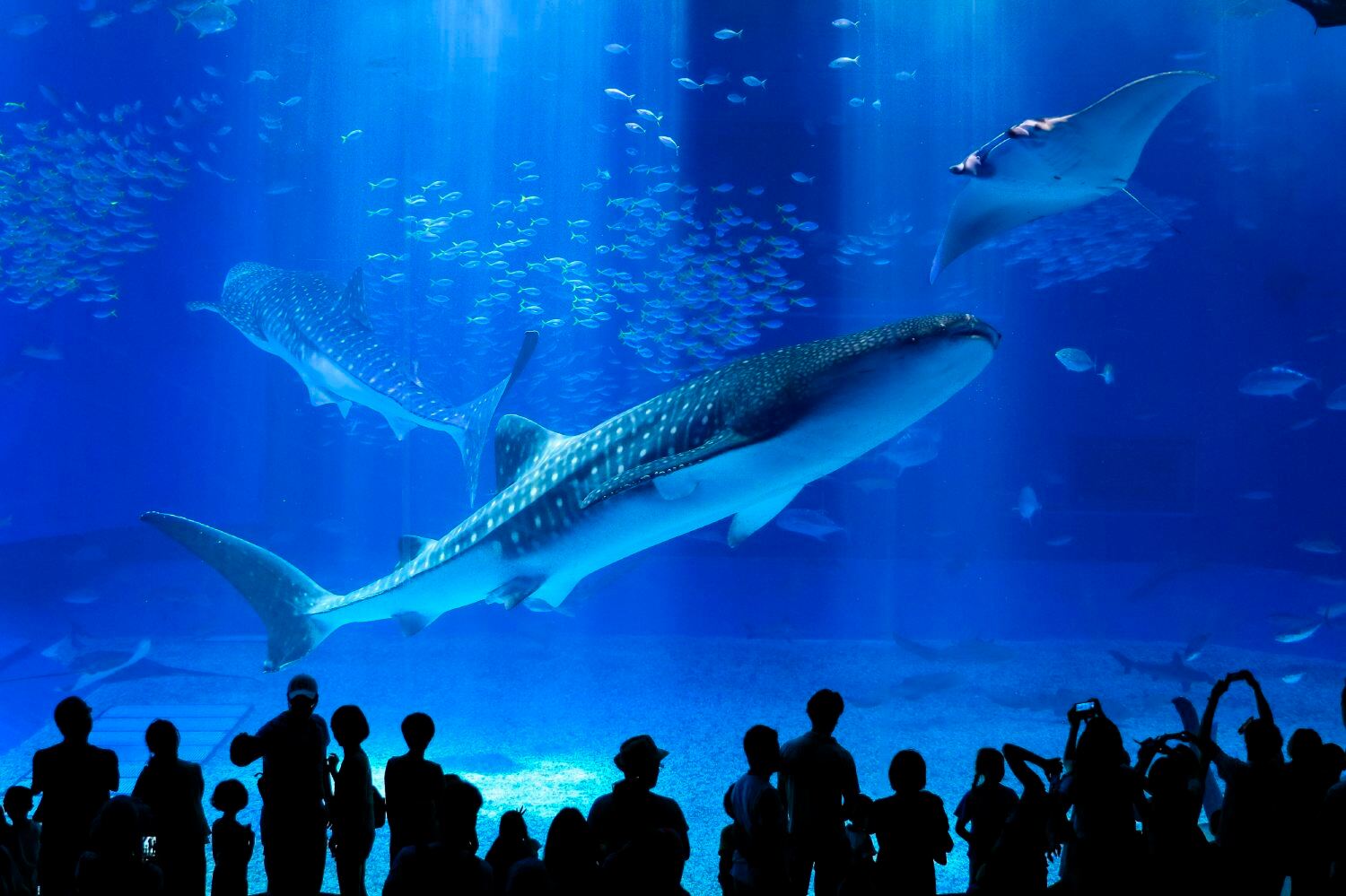 ラド美ら海号｜美ら海水族館(入館券付)沖縄日帰りバスツアー | Trip.com