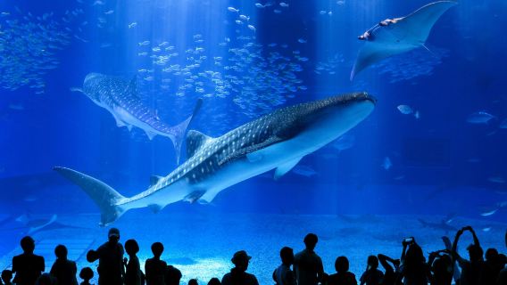 ラド美ら海号｜美ら海水族館(入館券付)沖縄日帰りバスツアー
