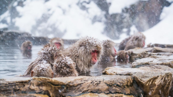 長野市+內町立志賀高原口美術館+地獄谷野猿公苑【冬季限定】