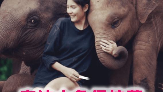 Elephant Care Park Nai Dee Phuket | Elephant bathing, mud bathing, feeding