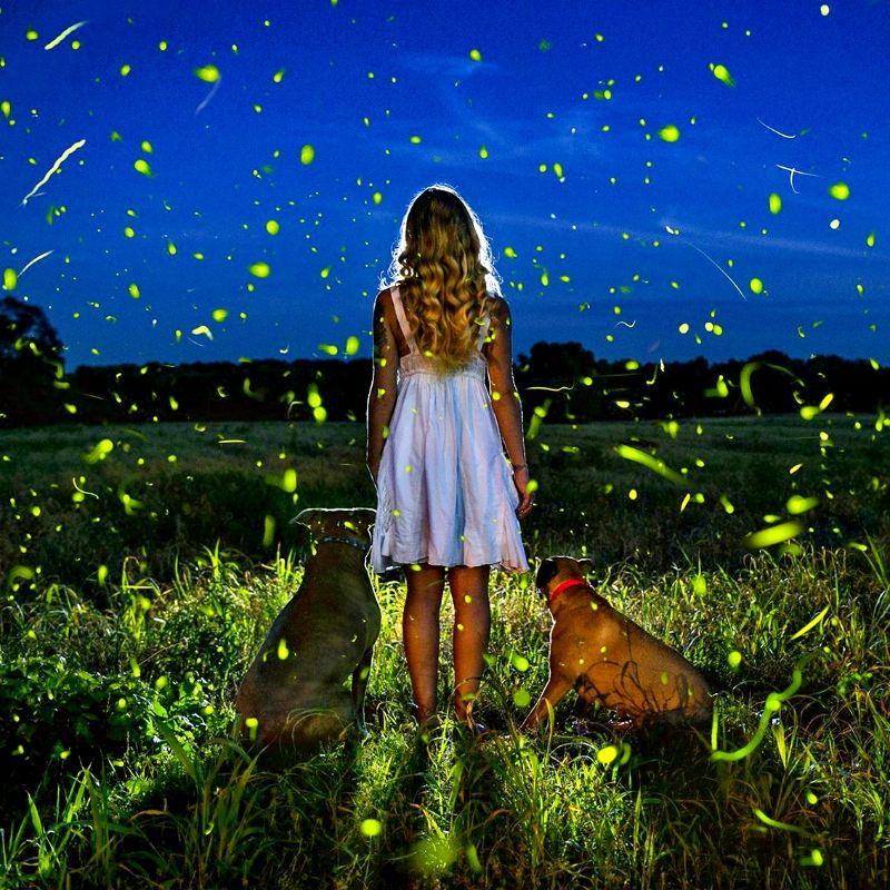 Opzione per gruppi da 5/9 persone|Tour alla foresta di mangrovie di Weston a Kota Kinabalu|Trasferimento incluso dagli hotel in città